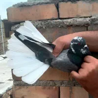 کبوتر تیرماه .آگهی کامل خونده شود