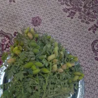 نخود سبز