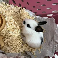 فروش خرگوش مینیاتوری