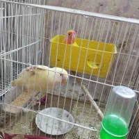 جفت کوتوله مولد ضمانتی «مجموعه ققنوس»