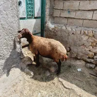 1عدد گوسفند کوک برای قربانی کیلویی