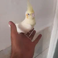 عروس هلندی ماده اماده