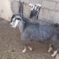 فروش دبر بذری معاوضه با بره