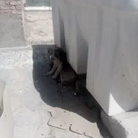 توله سگ|سگ|زاهدان, |دیوار