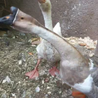فروش یک جفت غوغاز گردن بلند اصل
