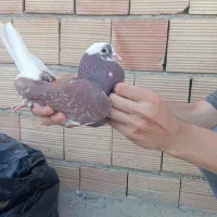کبوتر گرفتنی