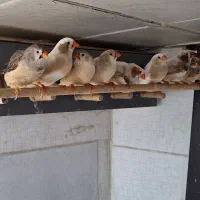 فنچ اورنج و اروپایی درشت