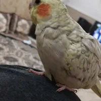 جوجه عروس ماده