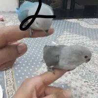 پرنده|پرنده|تفت, |دیوار