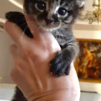 بچه گربه های کوچولو بدون مادر