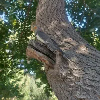 عروس هلندی گم شده