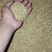 گندم|عمده‌فروشی|کوهنانی, |دیوار