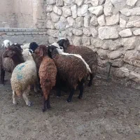 بره|حیوانات مزرعه|کوهدشت, |دیوار