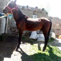 اسب