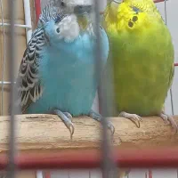 مرغ عشق نروماده