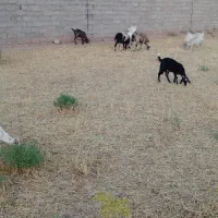 سلام وقتتون بخیر