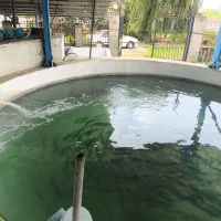 کارگر پرورش ماهی
