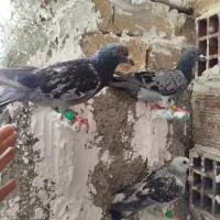 سه عدد پرشی عالی