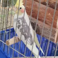 طوطی عروس نر