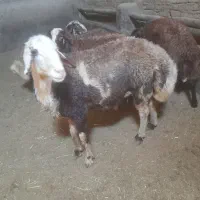 قوچ پلنگی