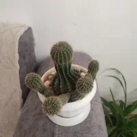 گل طبیعی