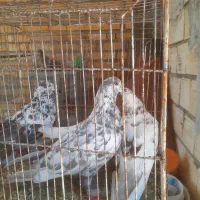 گلی تهرونی بشرط