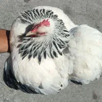 جفت کوشین لایت. و تک مرغ دارک گلد