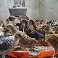 جوجه گلپایگانی درجه یک