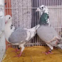 کبوتر.طاووسی گراف ترکه زرد سار سرور و کله هما