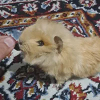 خوکچه هندی فشن