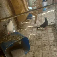 کفتر|پرنده|قهستان, |دیوار