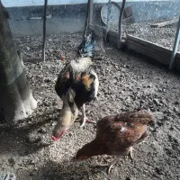 خروس ومرغ لاری