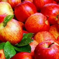 تولید نهال سیب گالا