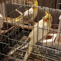 جفت عروس هلندی مولد به شرط اماده
