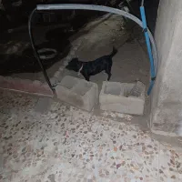 سگ پاکوتاه