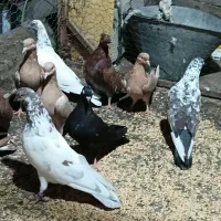 کفتر ایرانی