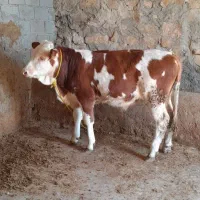 یک راس گوساله نرسیمینتال