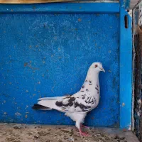 کفتر.  ۴تا ماده گرفتنی تیرماه