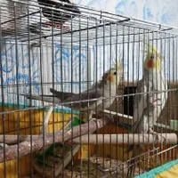 طوطی عروس نرو ماده بالغ