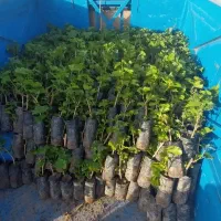 نهال انگور ‌میوه و باغچه ای