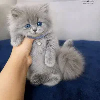 گربه های موبلند و موکوتاه