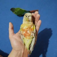 یک جفت گرینچیک