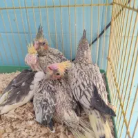 جوجه عروس