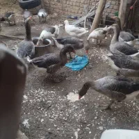غاز