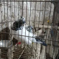 نر ماده جف نیستن پسند هر عزیز شود درختمتم