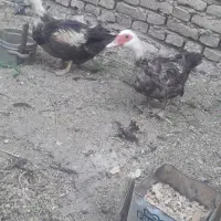 چهارعددبوغلمون ماده یه بوربو۳تابرنز دوتااردک
