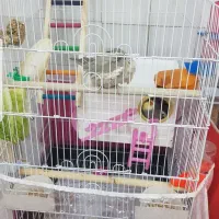 فروش عروس هلندی سخنگودستی