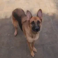 ژرمن