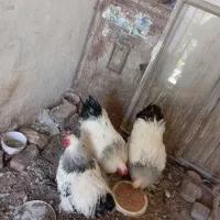 خروس برهما