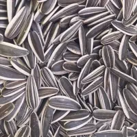 خرید و فروش تخمه